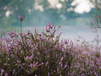 Bloeiende heide