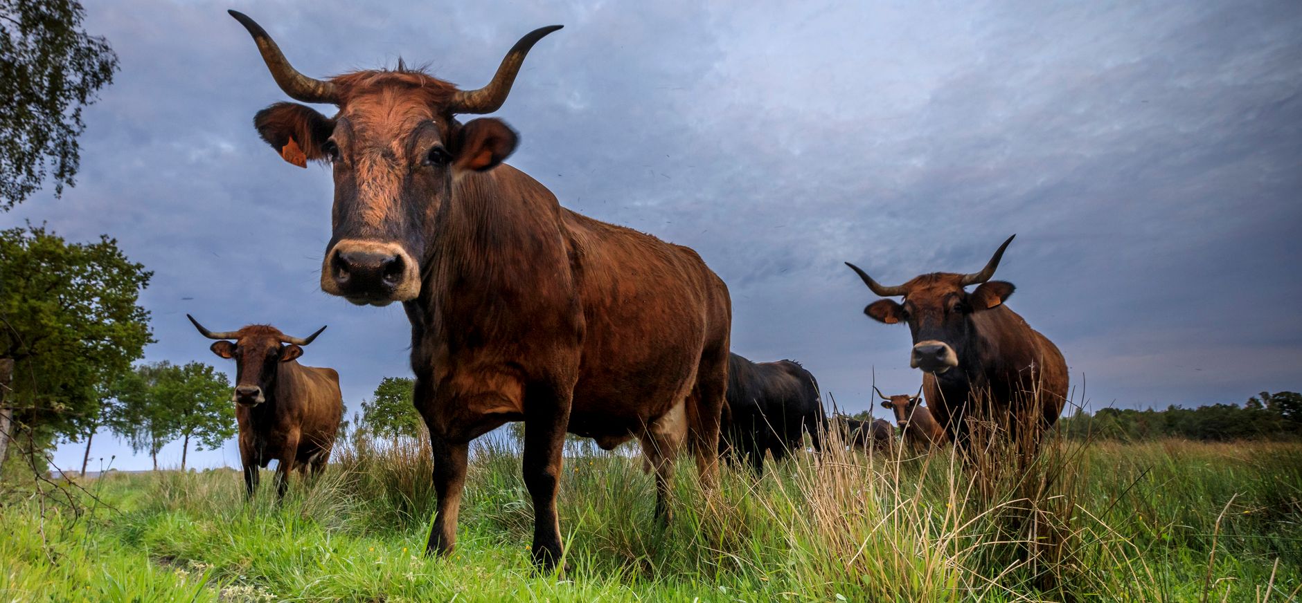 Tauros op de Weerterheide Tauros op de Weerterheide