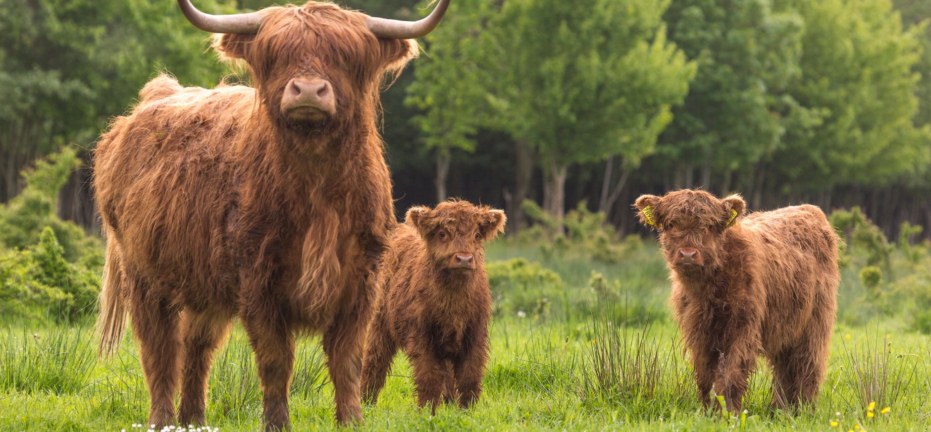 schotse hooglanders schotse hooglanders
