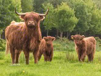 schotse hooglanders