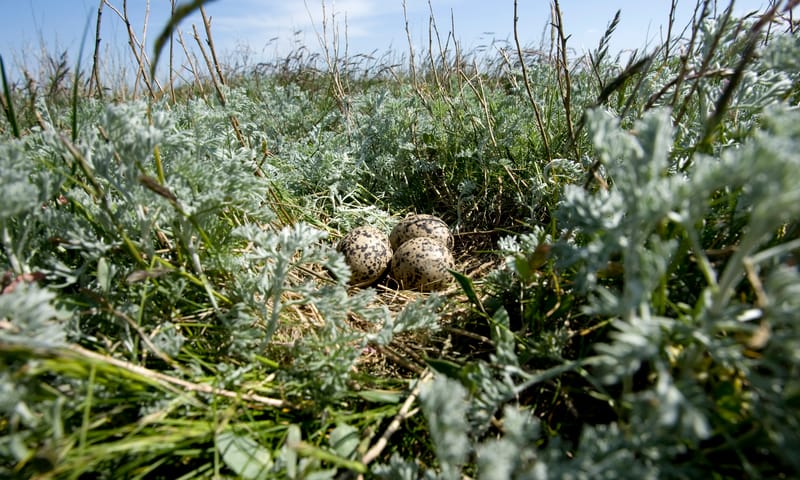 Vogelnest op de kwelder