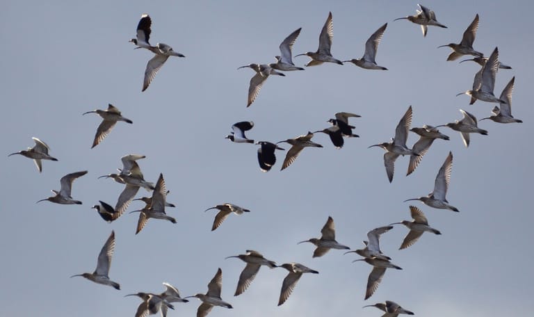 Vogeltrek