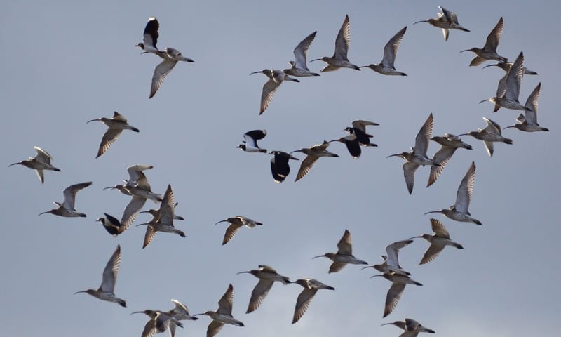 Vogeltrek