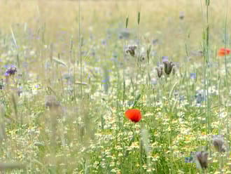 Akker met bloemen