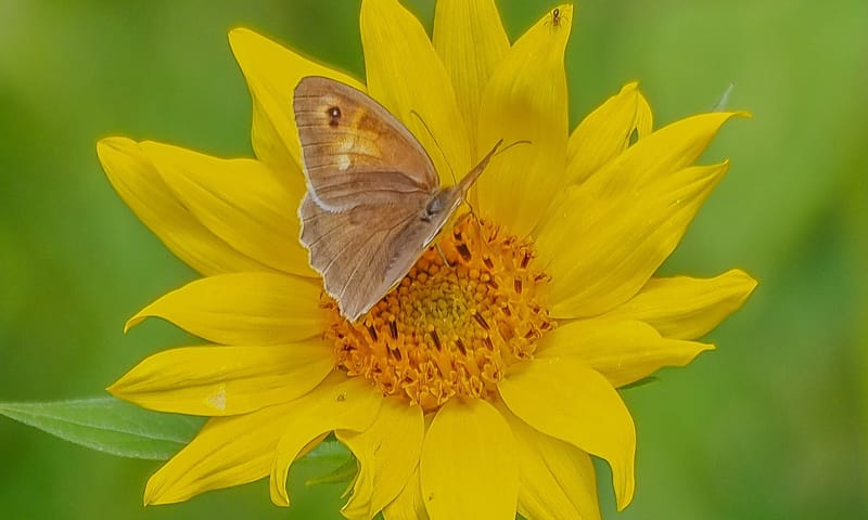 Zonnebloem met bruin zandoogje Zonnebloem met bruin zandoogje