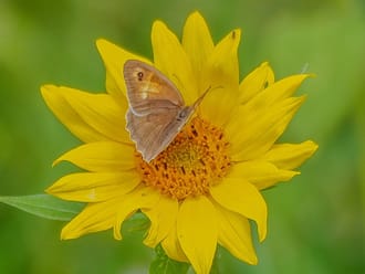 Roderveld, bruin zandoogje zonnebloem