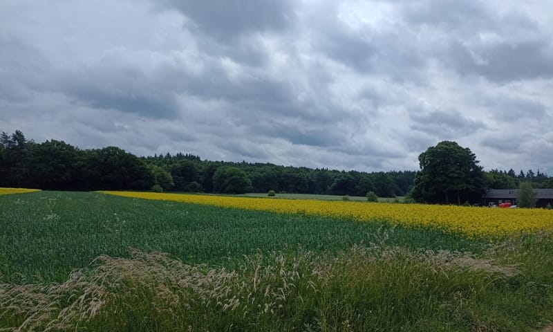 Strokenteelt