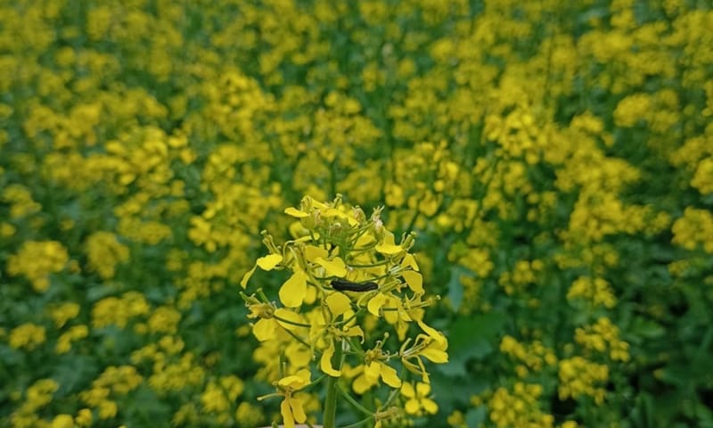 Gele mosterdplant