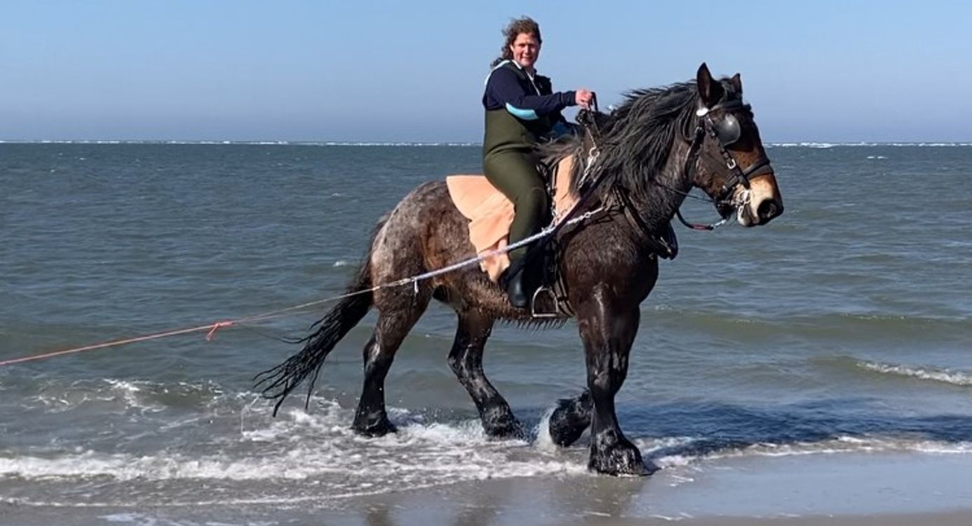 een groot belgisch trekpaard loopt het strand op nadat hij een net door de branding heeft getrokkem