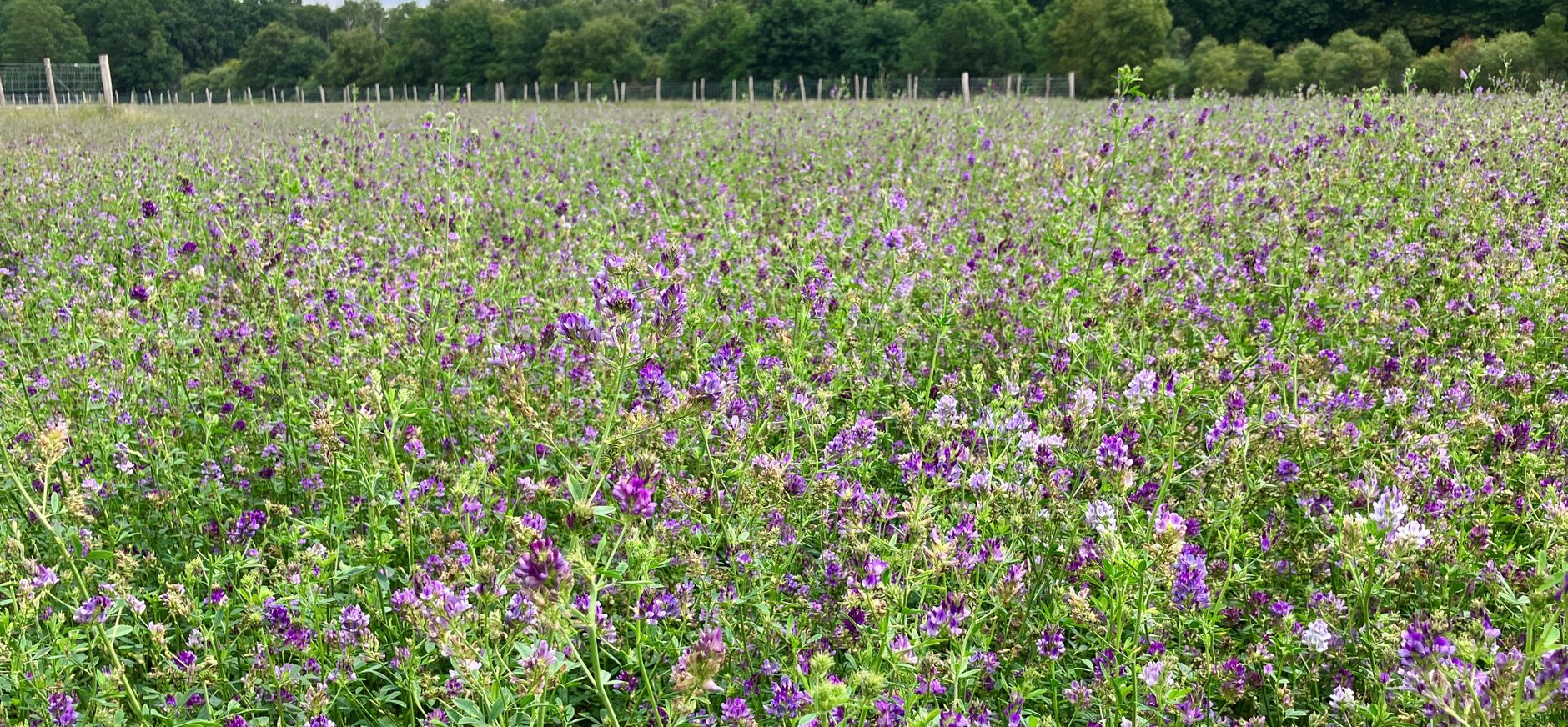 Akker met bloeiende luzerne op de Pessaert
