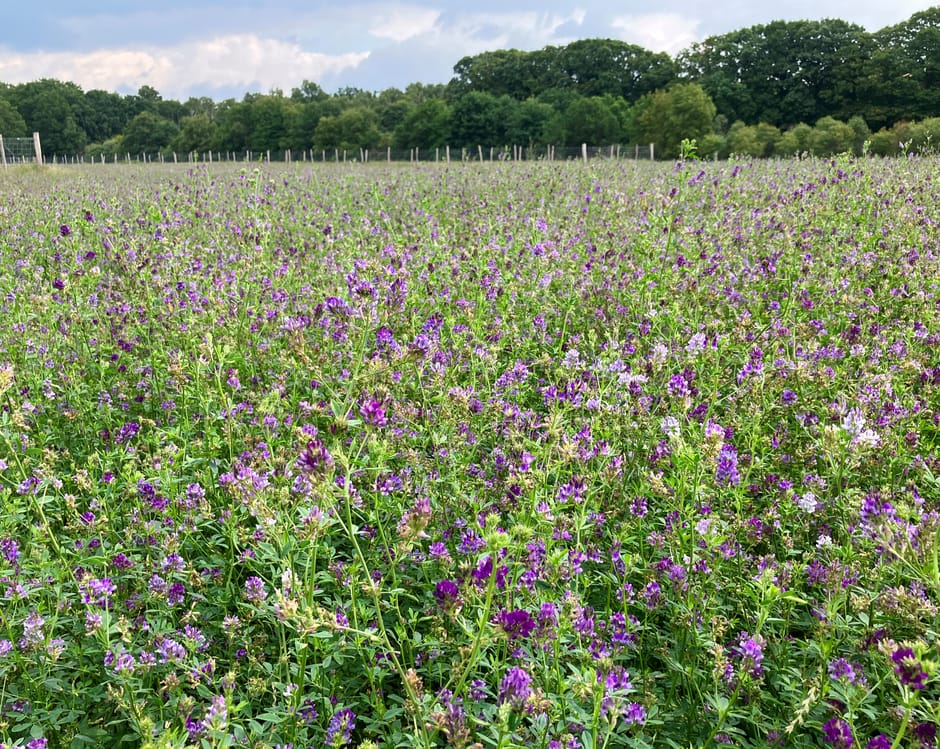 Akker met bloeiende luzerne op de Pessaert