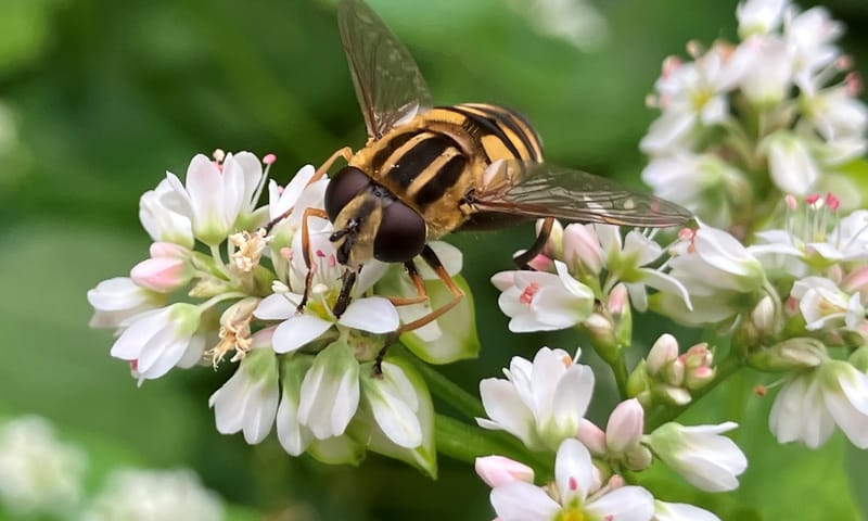 Moeraspendelvlieg op boekweit