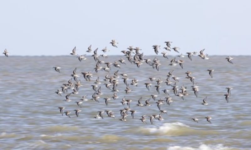 Drieteenstrandlopers in zomerkleed