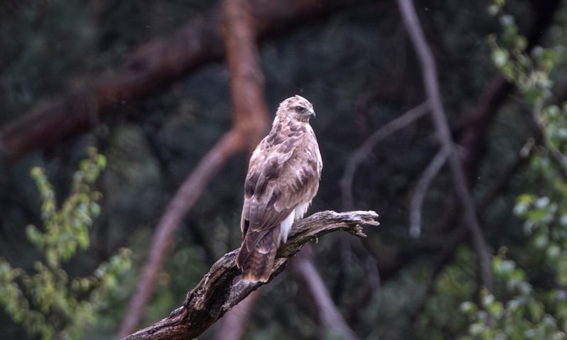 Buizerd