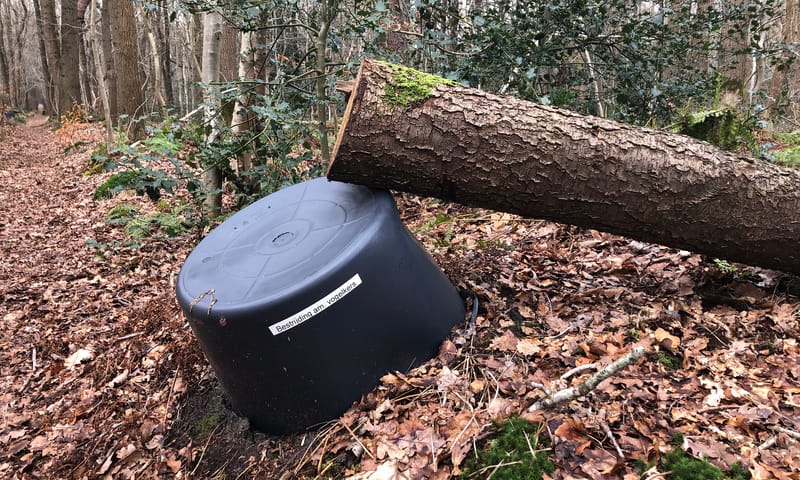 Amerikaanse vogelkers Lycklamabos Amerikaanse vogelkers Lycklamabos