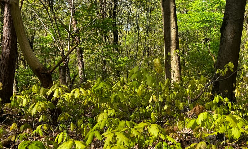 De massale verjonging van de Amerikaanse eik laat geen ruimte op de bosbodem voor andere soorten.