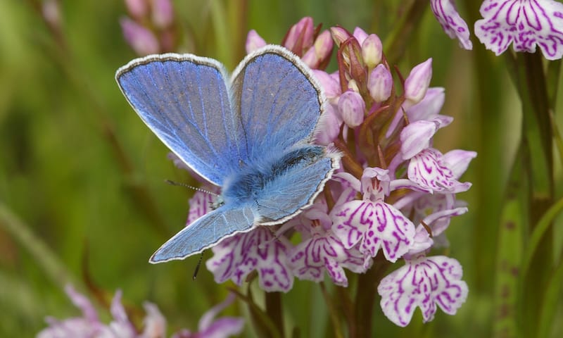 Icarusblauwtje op bosorchis in kalkgrasland