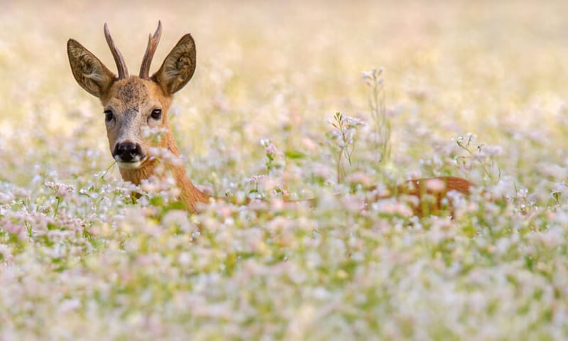 Reebok in een boekweitakker