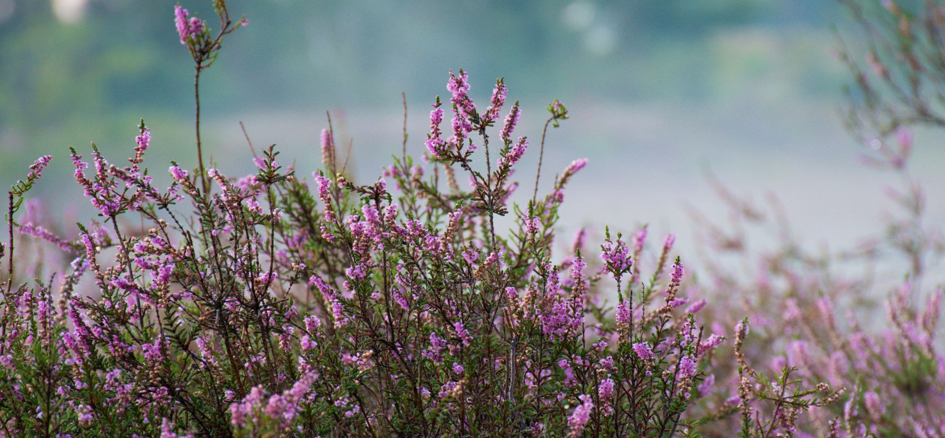 Bloeiende heide