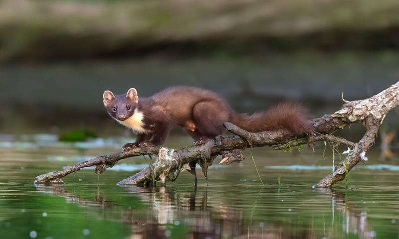 Boommarter balanceert op tak boven het water