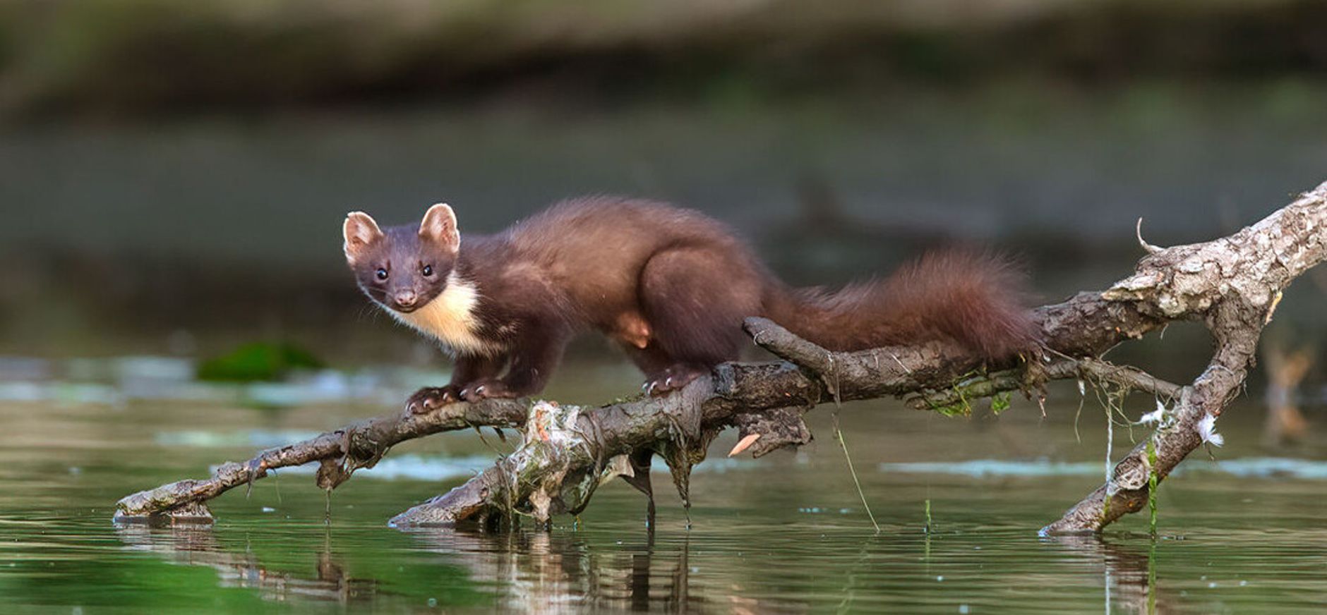 Boommarter balanceert op tak boven het water