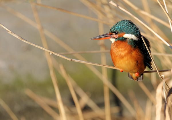IJsvogel IJsvogel