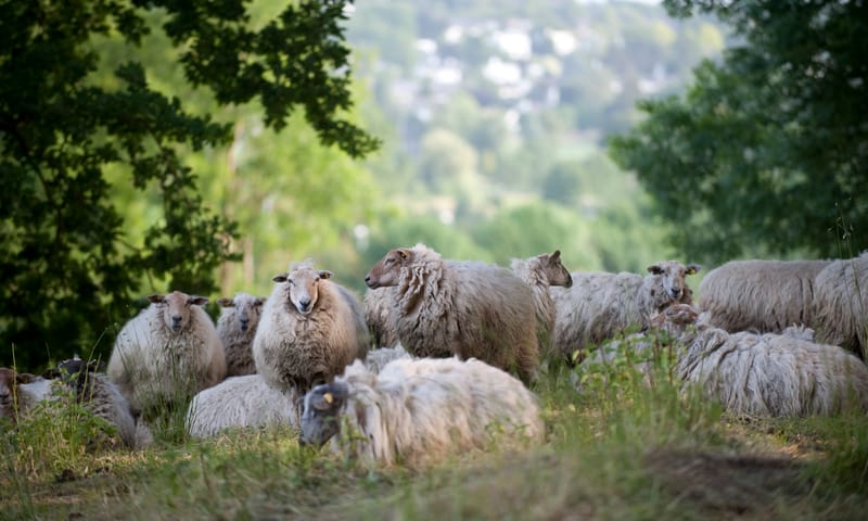 Schapen op de Sint-Pietersberg