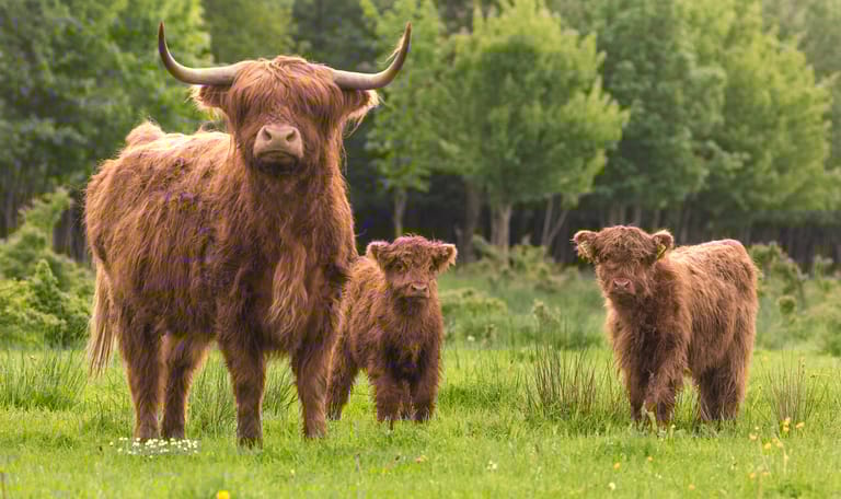 schotse hooglanders