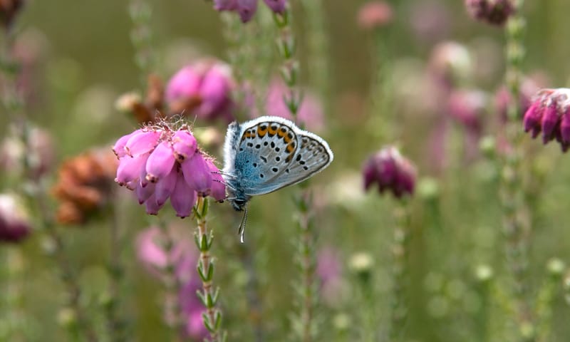 Dopheide met heideblauwtje