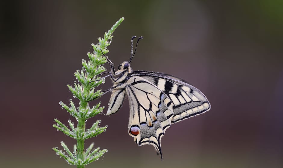 Koninginnepage op heermoes