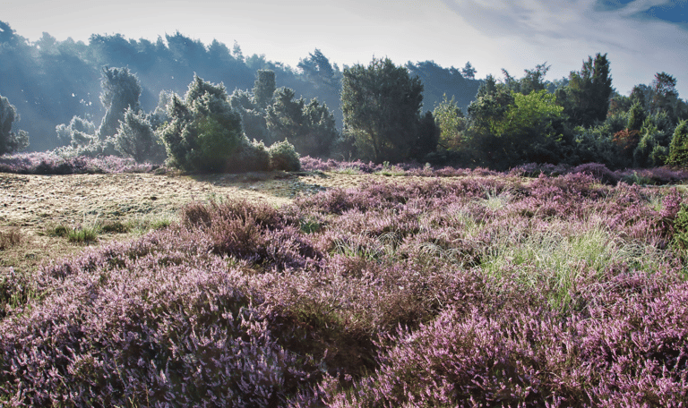 buurserzand paarse heide