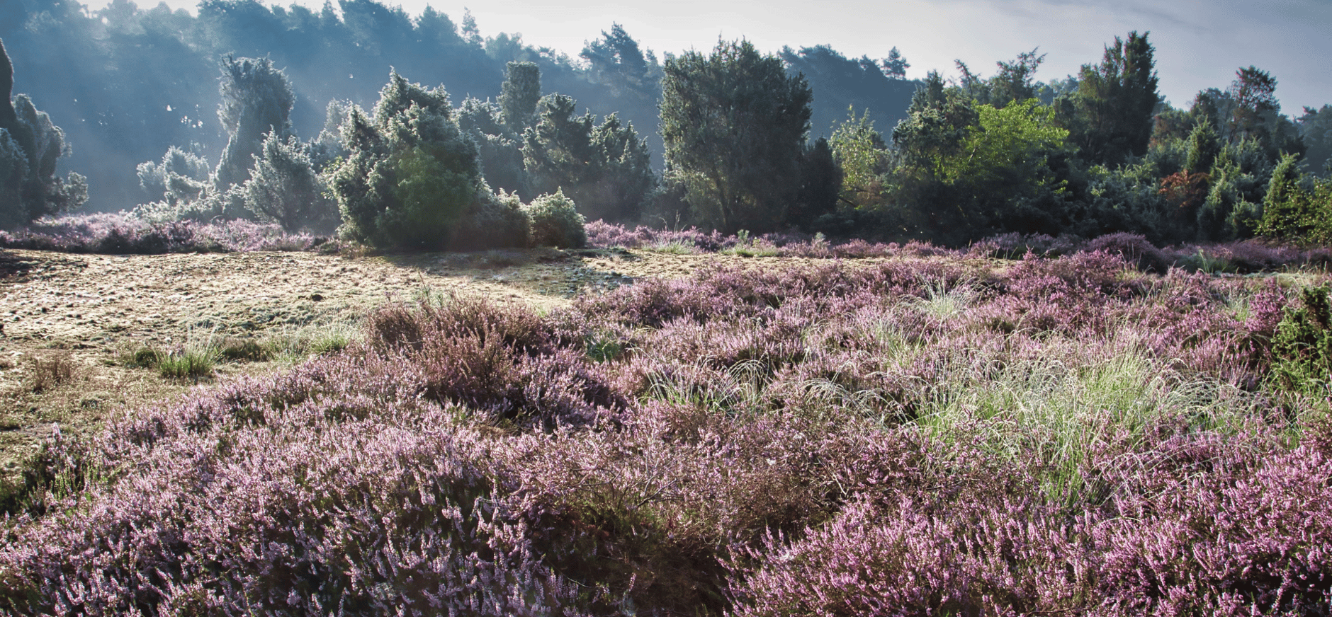 buurserzand paarse heide