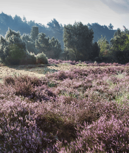 buurserzand paarse heide