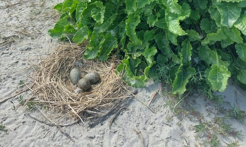 Strandbiet met ernaast het nest van een zilver- of kleine mantelmeeuw