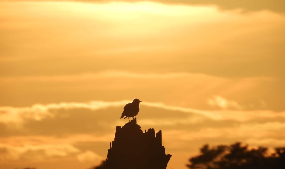 Spreeuw bij zonsopgang