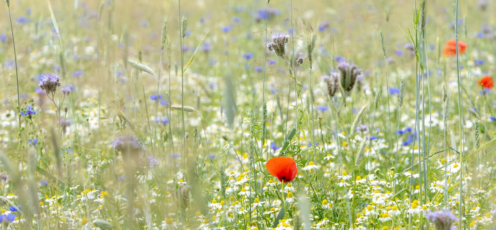 Akker met bloemen