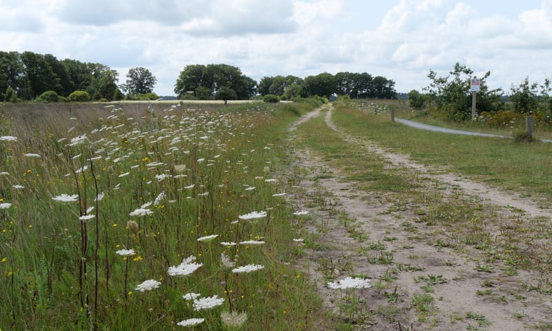 zandpad met bloeiende berm