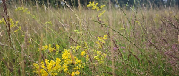 Bloemrijk grasland