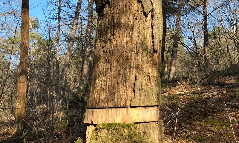 Een geringde Amerikaanse eik