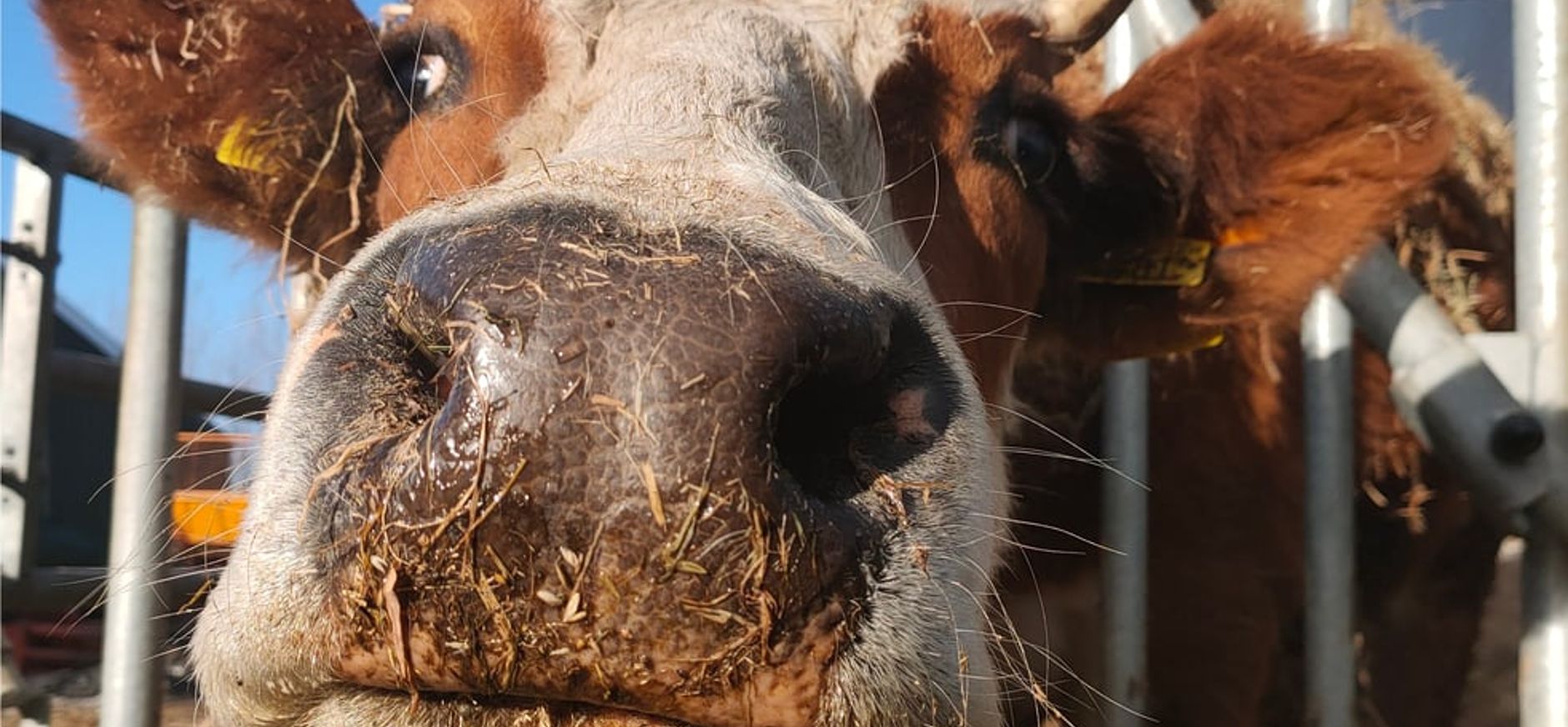 Koe bij boer Jeroen van der Kooij op Hoeve Rust-hoff