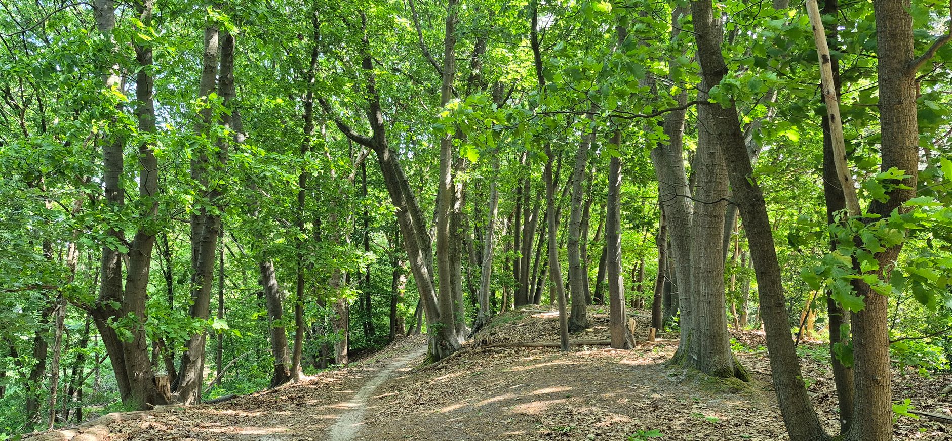 Ook op de randwal bedreigen de Amerikaanse eiken de inheemse beschermde zomereik