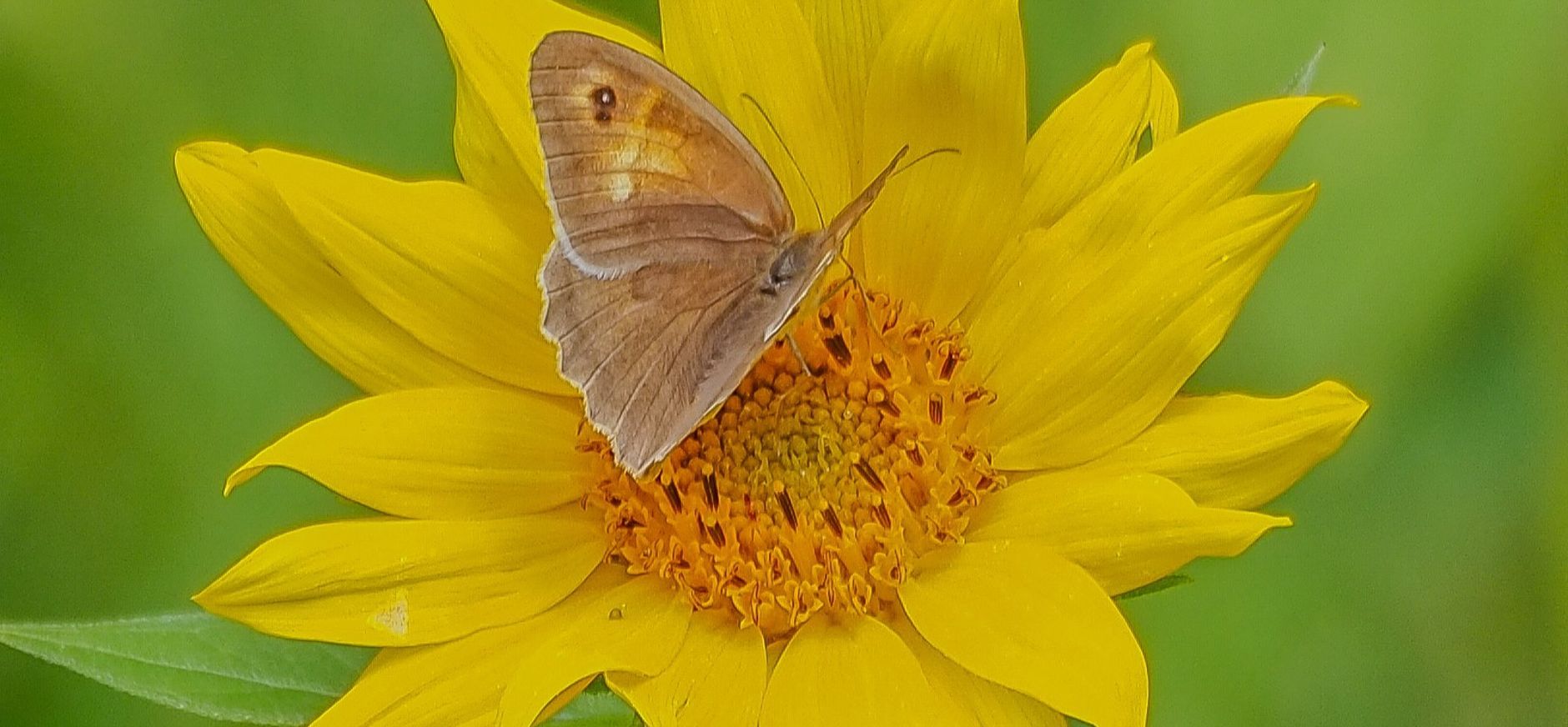 Roderveld, bruin zandoogje zonnebloem