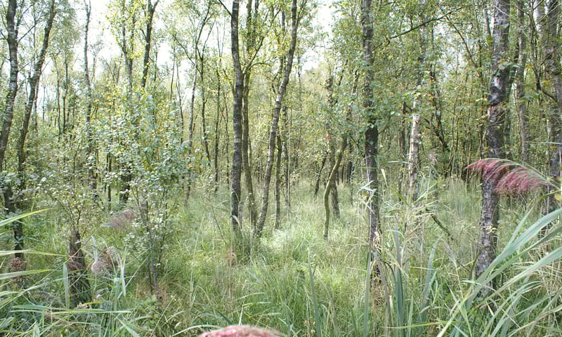 Verdroogd hoogveenbos