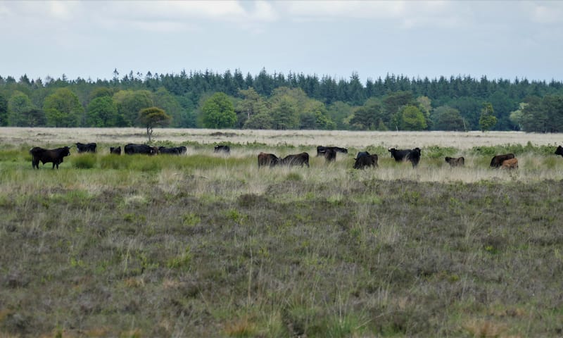 Sayaguesa's in het Drents Friese Wold