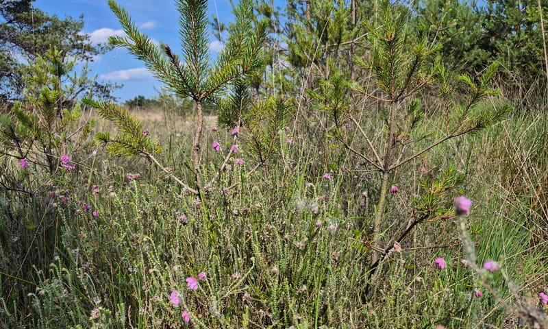 Dophei verdrongen op de venoever op de Kampina