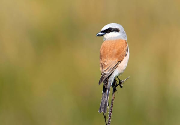 Grauwe klauwier Grauwe klauwier