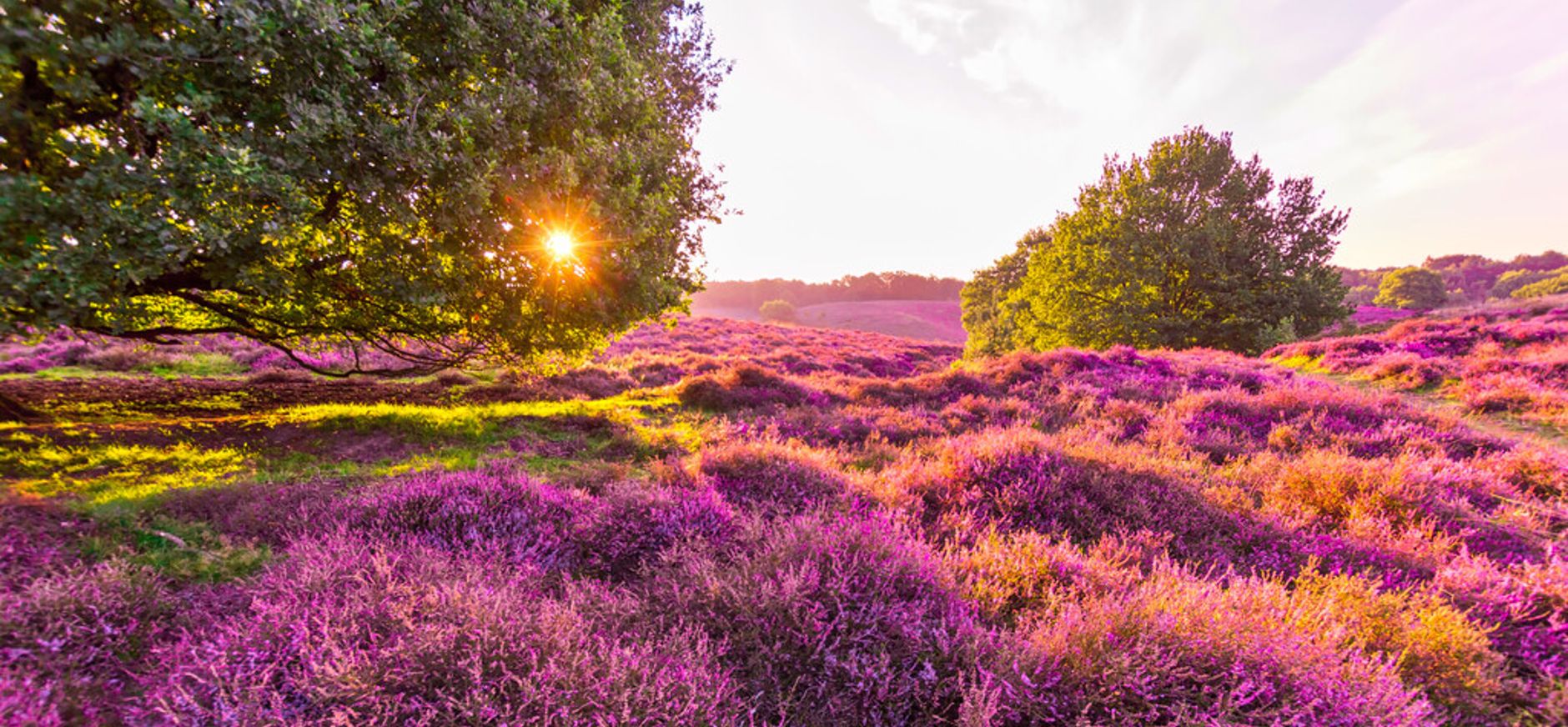 Heide met zonnestralen