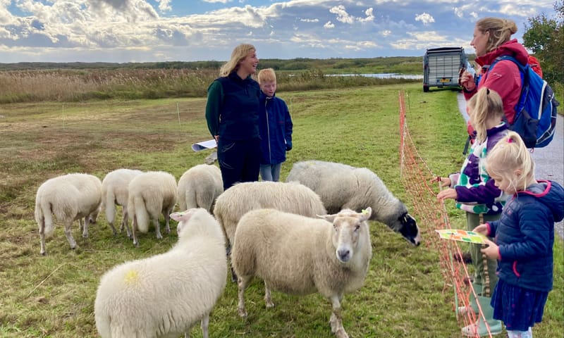 schaapsherder en schapen tijdens schapendag Zwanenwater