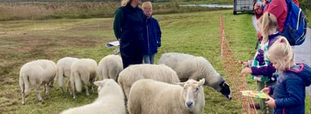 schaapsherder en schapen tijdens schapendag Zwanenwater