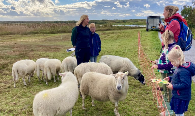 schaapsherder en schapen tijdens schapendag Zwanenwater